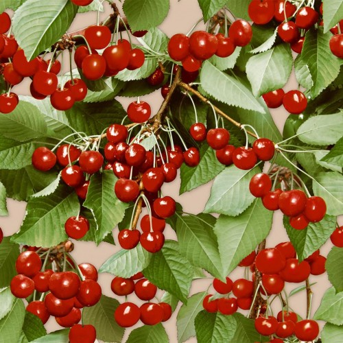 Обои Ф753-02 Ранетка /0,53*10/С3В/МК/Саратов/ (15)