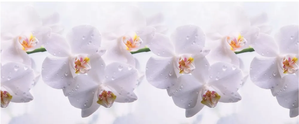 Панель Фартук 3,0*0,6м Голубая орхидея (Нежный цветок)